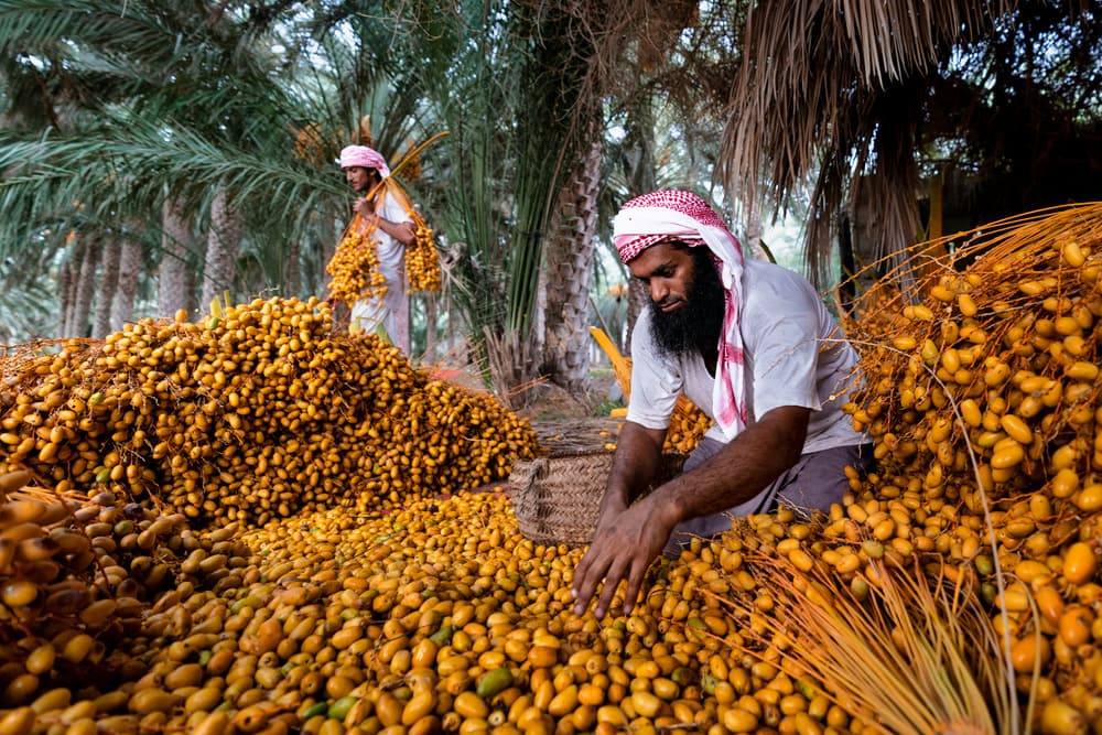 Golden Date Harvest by Haitham AL Farsi — canvas wall art