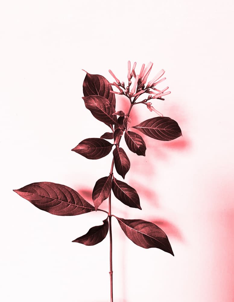 Modern Botanical Blush by Santhosh ch — canvas wall art