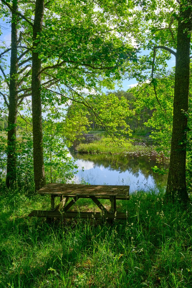 Tranquil Forest Picnic by Geertjan Plooijer — canvas wall art