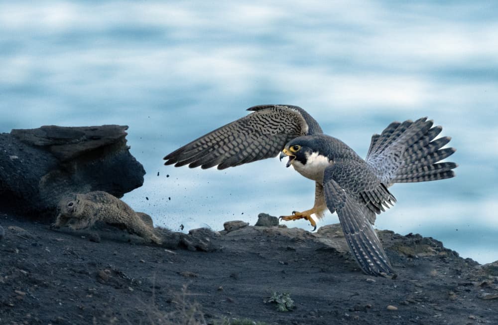 Peregrine Falcon Attack by Mei Shi — canvas wall art