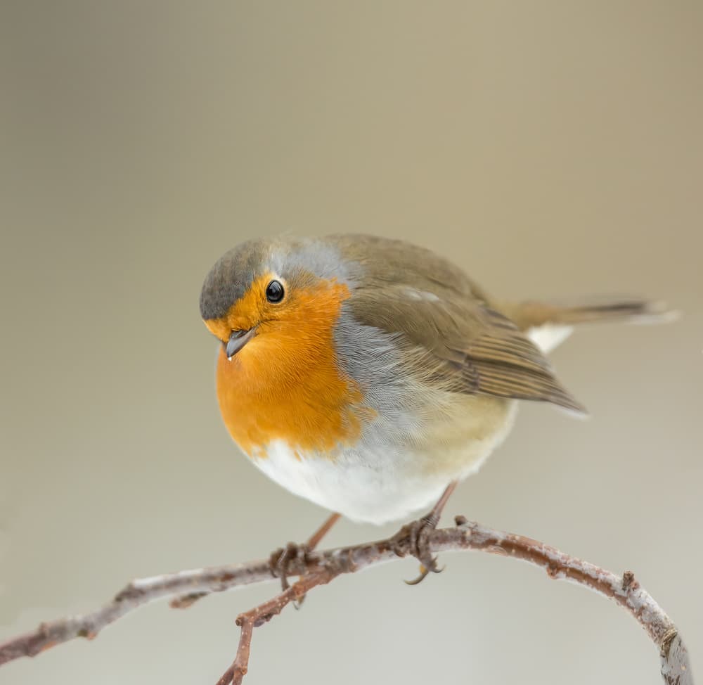 Little Robin Perched by Annie Keizer — canvas wall art