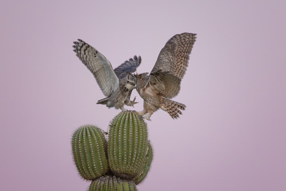 Saguaro Owls Interacting by Max Wang — canvas wall art