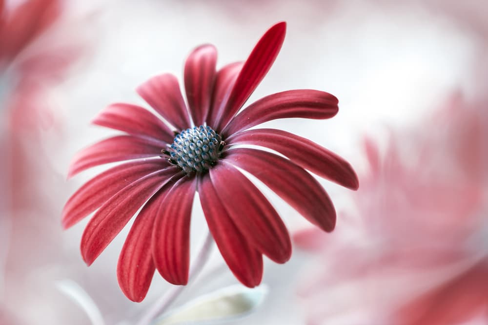 Daisy by Mandy Disher — canvas wall art