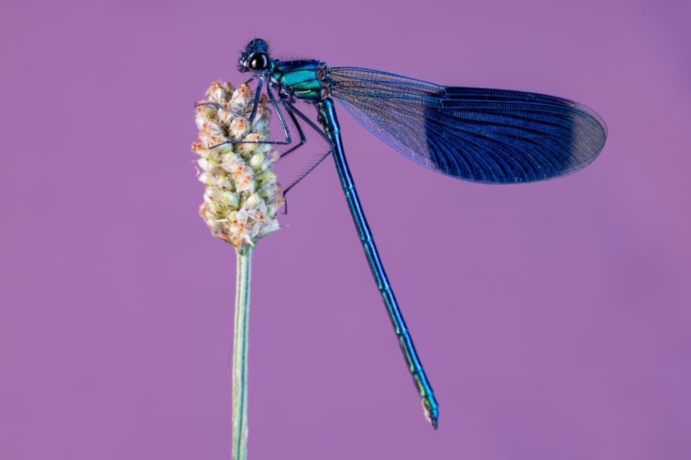 Iridescent Blue Damselfly by Azim Khan Ronnie — canvas wall art