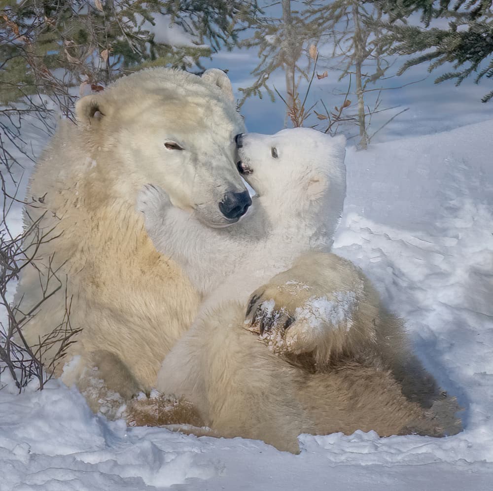 Cuddling Polar Bear Family by Yuan Su — canvas wall art