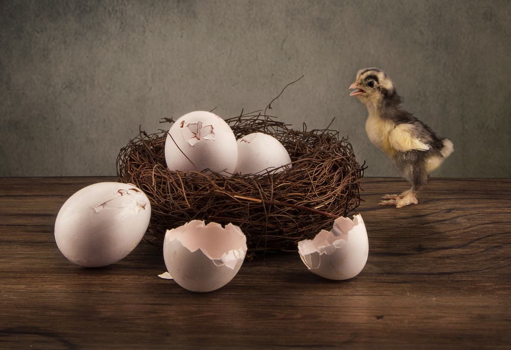 Hatching Baby Chick by Ali Bader — canvas wall art