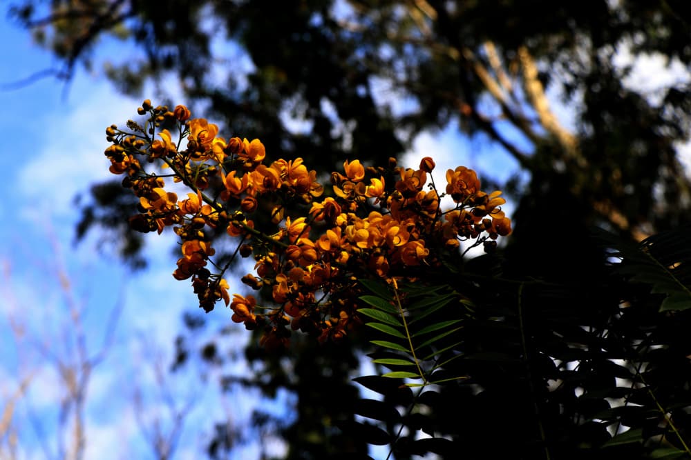 Sunlit Yellow Blossoms by Santhosh ch — canvas wall art