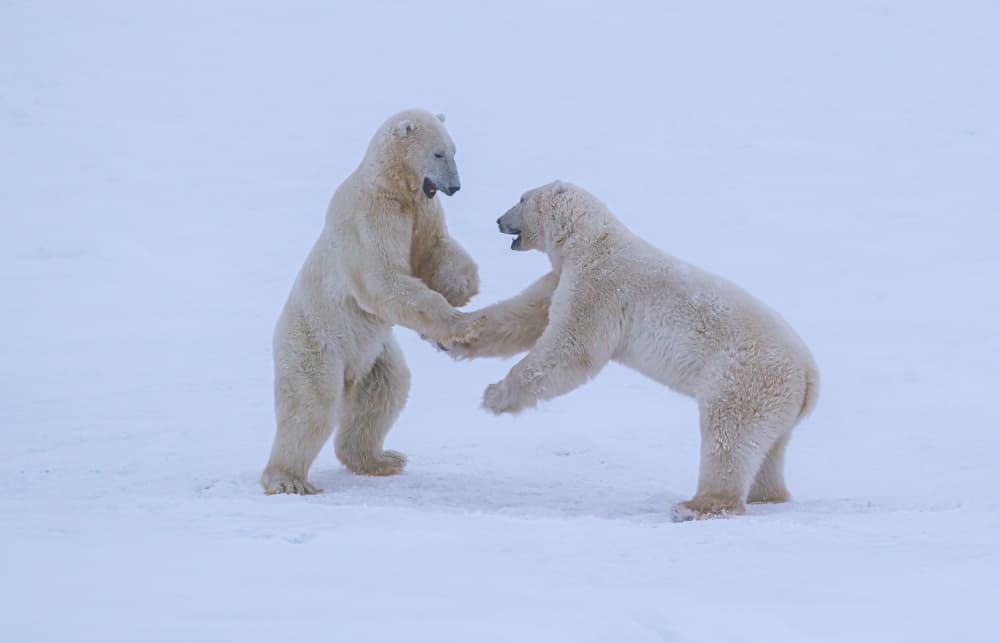 Polar Bear Play by YY DB — canvas wall art
