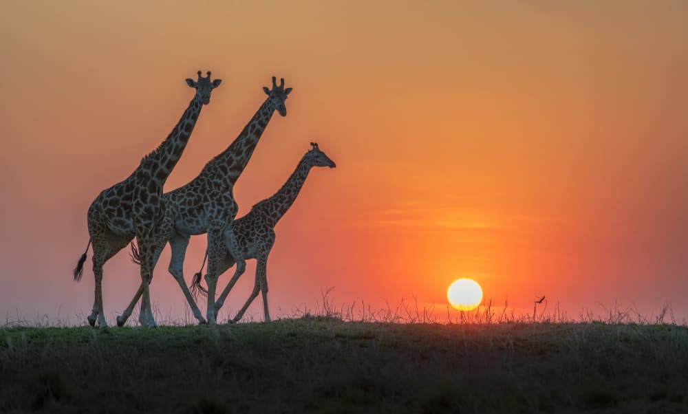 African Giraffes Sunset by Jennifer Lu — canvas wall art