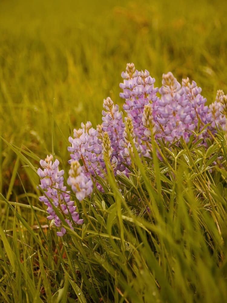 Fresh Morning Lupines by Del Mundo Imagery — canvas wall art