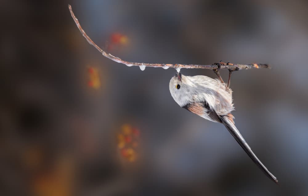 Winter Long Tailed Tit by ZY Zhang — canvas wall art