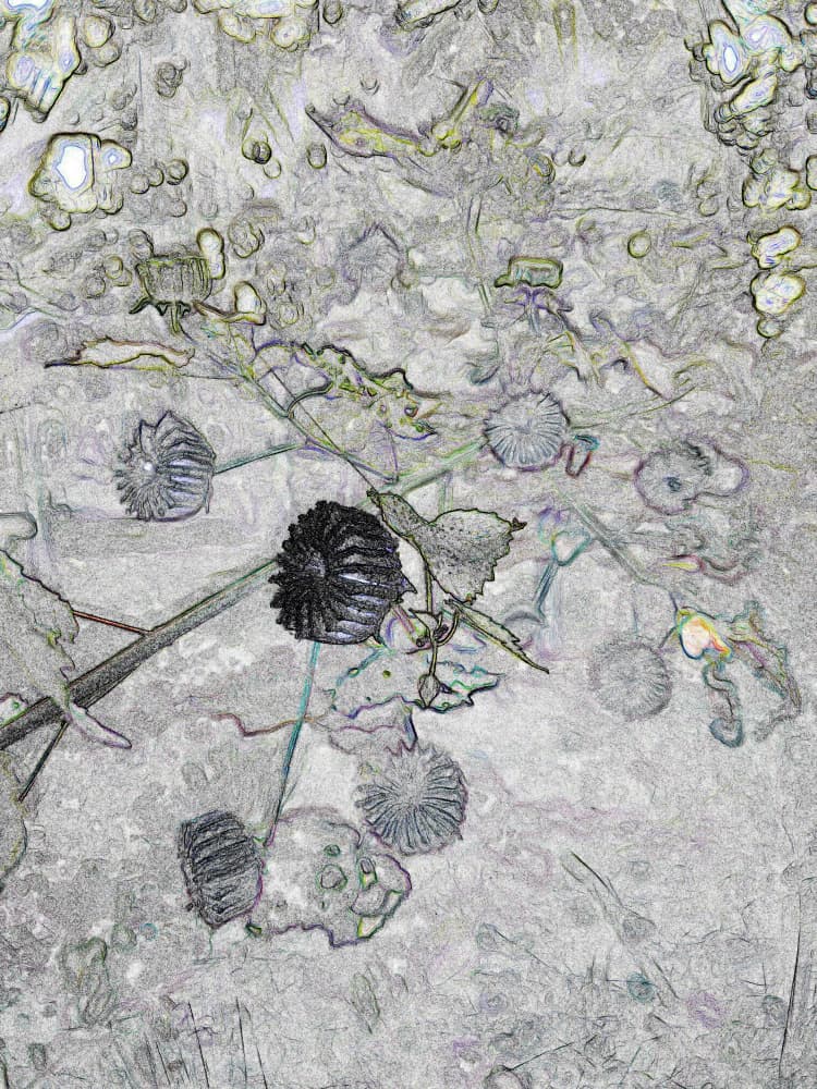 Intricate Thistle Sketch by Santhosh ch — canvas wall art