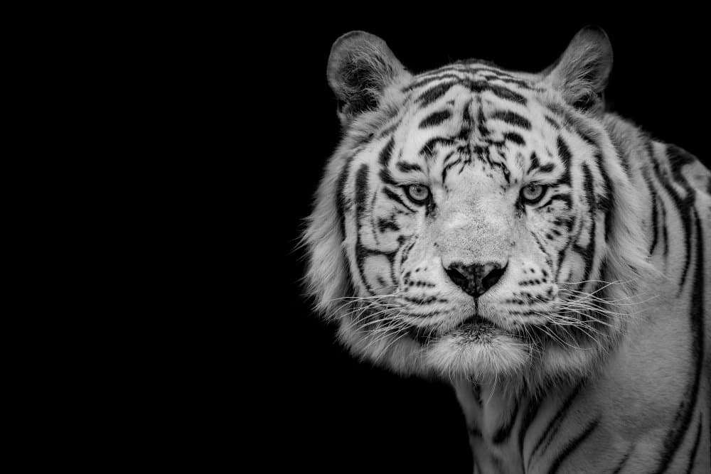 White Tiger Gaze by Nauzet Baez Photography — canvas wall art