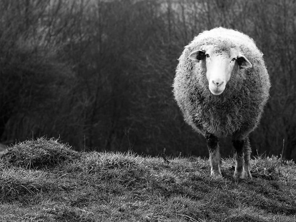 Woolly Sheep Portrait by Ajven — canvas wall art