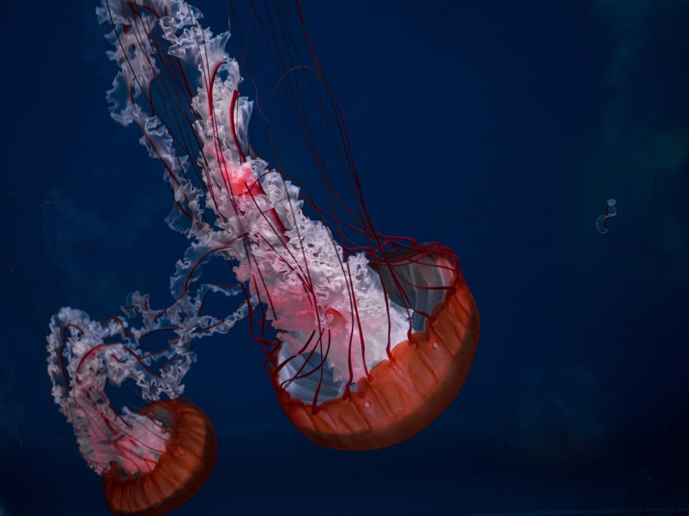 Ethereal Deep Sea Jellyfish by Fernando Silveira — canvas wall art