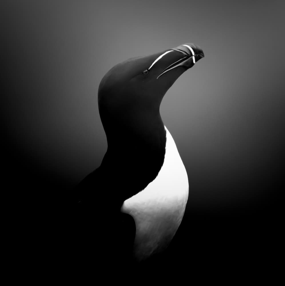 Monochrome Razorbill by Erik Engström — canvas wall art