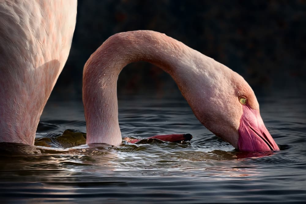 Graceful Flamingo Feeding by Walter Caterina — canvas wall art