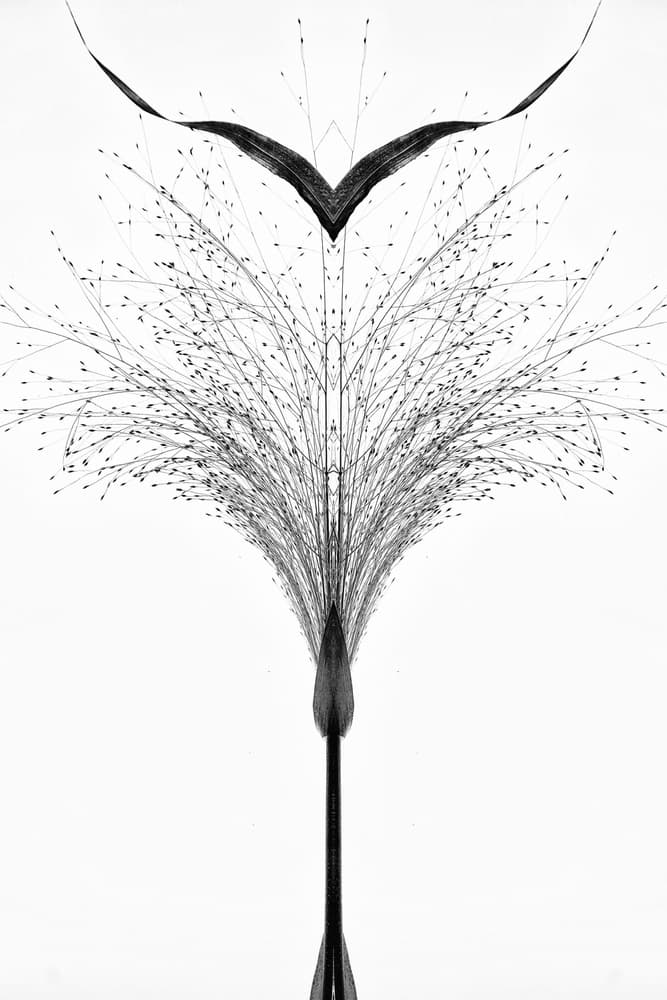 Elegant Botanical Symmetry by Saskia Dingemans — canvas wall art