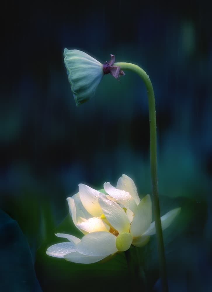 Serene Lotus Glow by Yanny Liu — canvas wall art