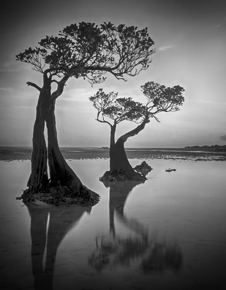 Coastal Tree Reflections by Angela Muliani Hartojo — canvas wall art
