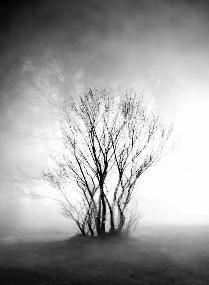 Misty Winter Tree by YoungIl Kim — canvas wall art