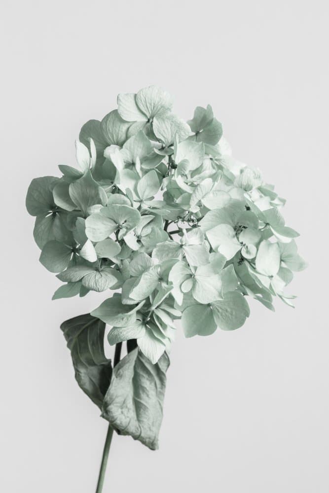 Mint Green Hydrangea by Pictufy Studio III — canvas wall art