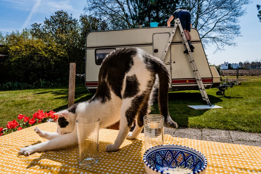 Cat Stretching Outdoors by Kristof Claeys — canvas wall art