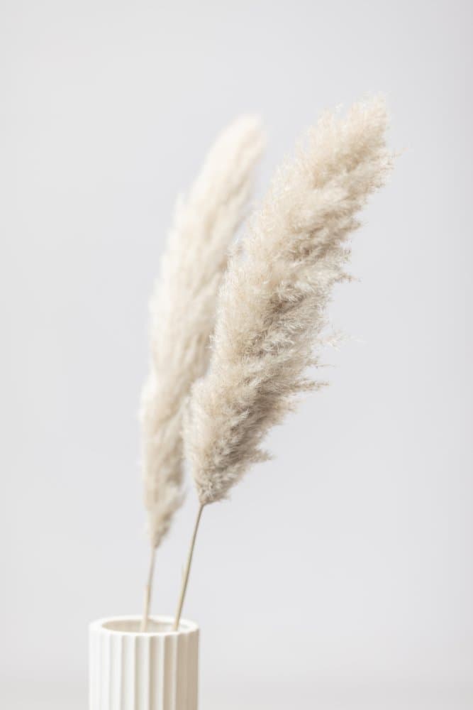 Soft Pampas Plumes by Pictufy Studio III — canvas wall art