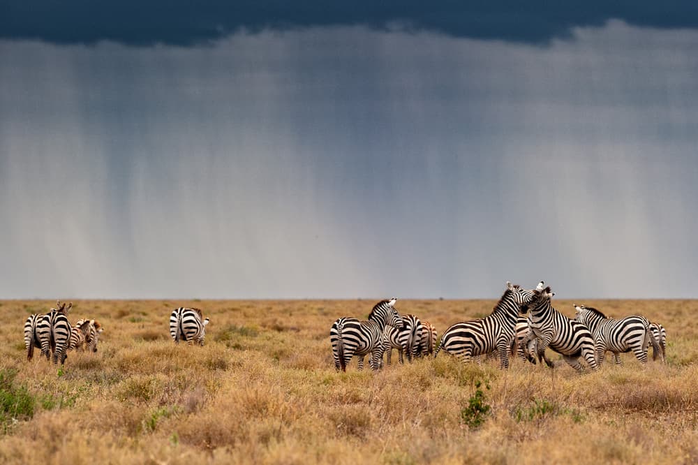 Zebras In Rain by Massimo Felici — canvas wall art