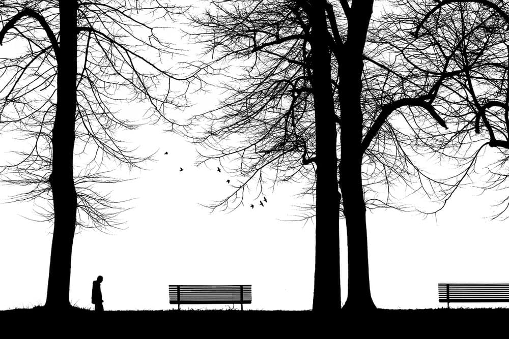 Winter Park Solitude by Massimo Della Latta — canvas wall art