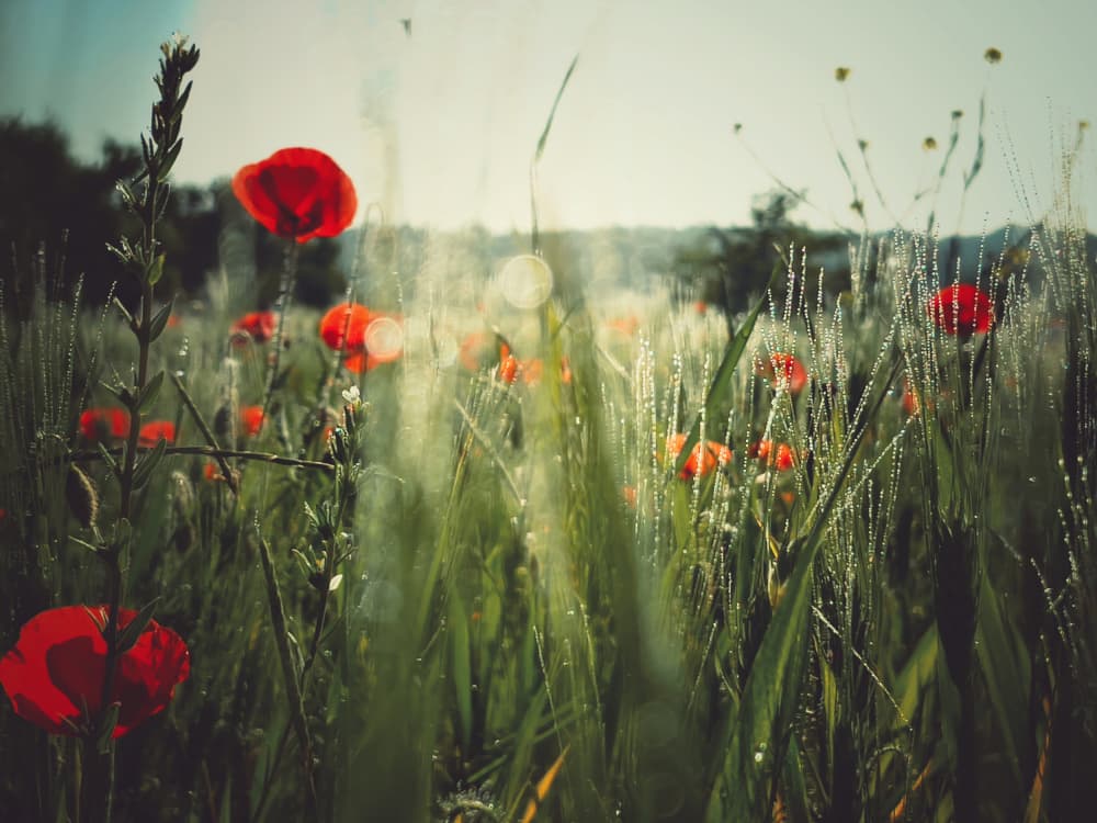 Dewy Poppy Meadow by Delphine Margau — canvas wall art