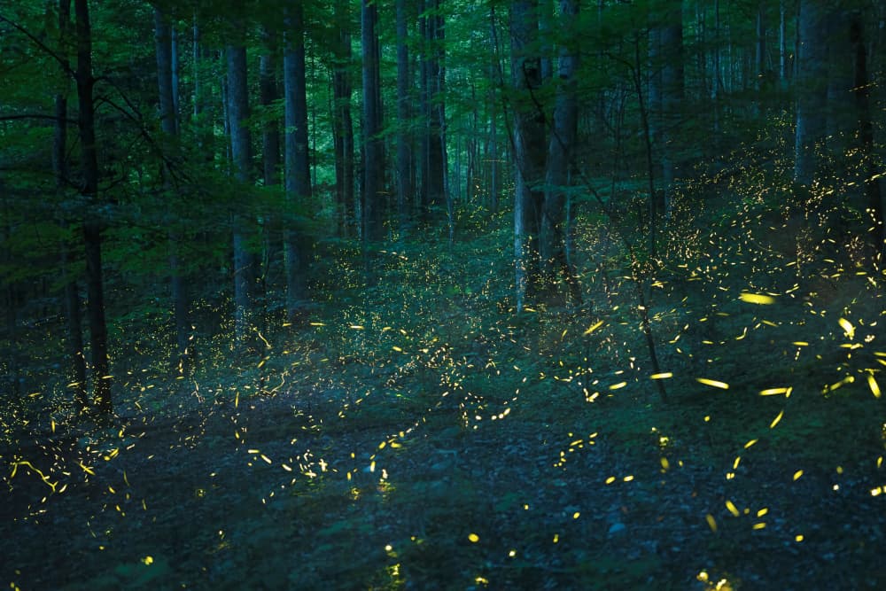 Forest Firefly Glow by John Fan — canvas wall art
