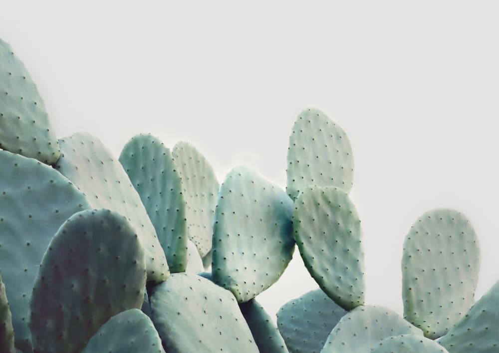 Pastel Cactus by Kathrin Pienaar — canvas wall art