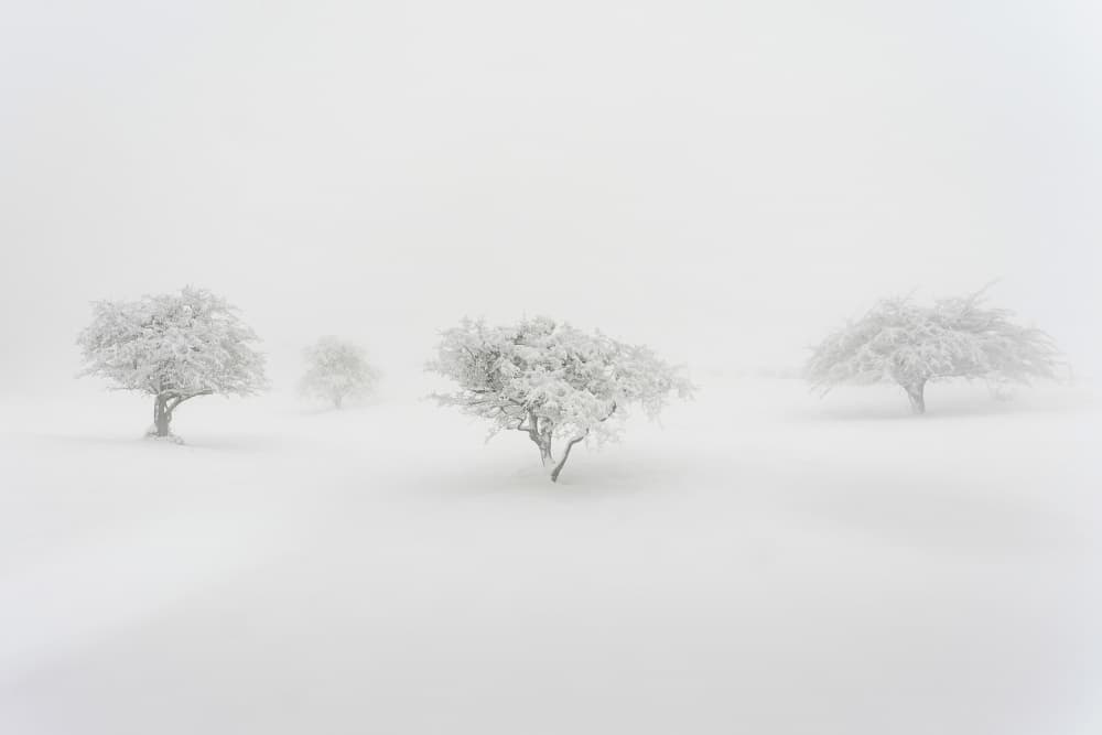 Misty Frosted Trees by Jesus Concepcion Alvarado — canvas wall art
