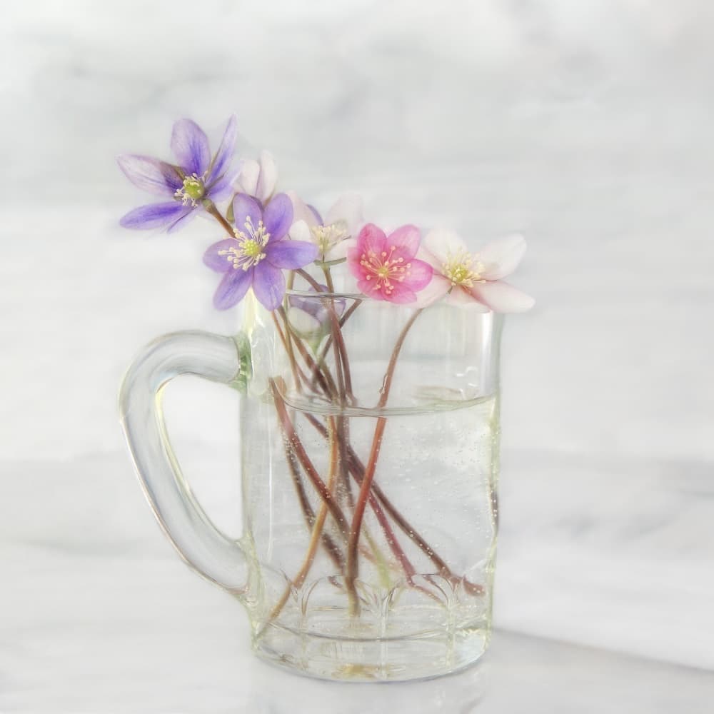 Delicate Spring Blooms by Marie-anne Stas — canvas wall art