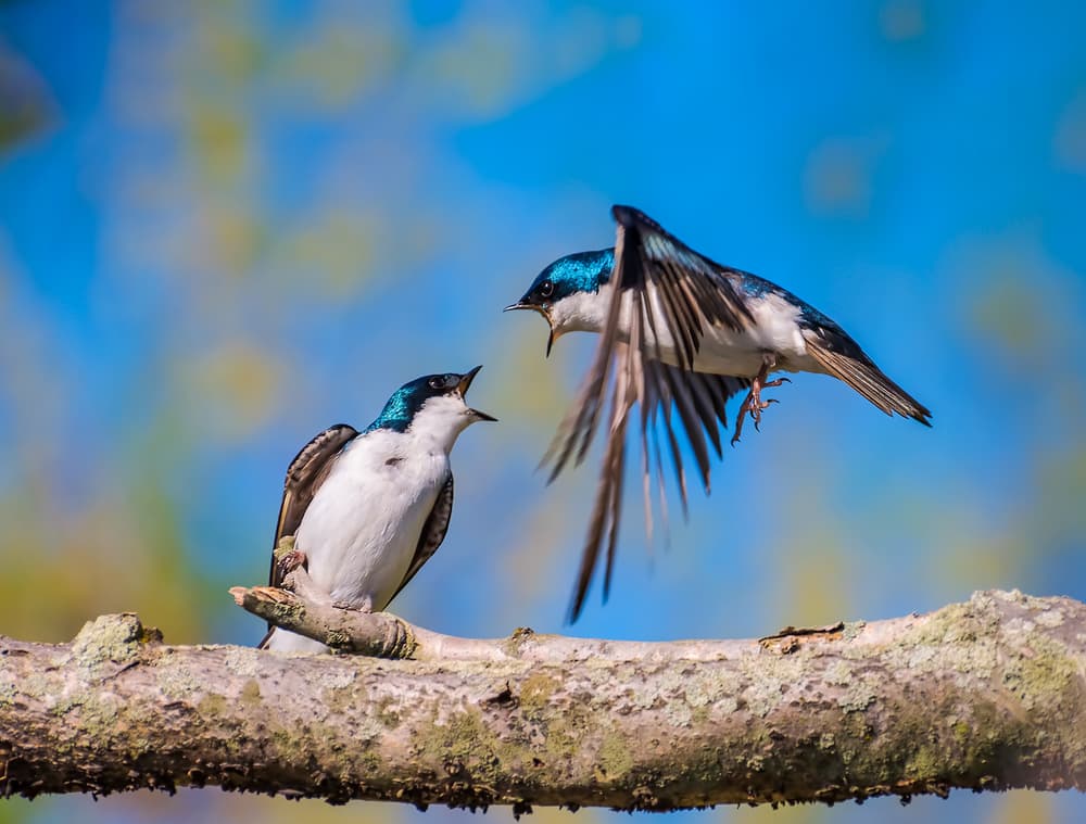 Blue Swallows In Flight by Xiaobing Tian — canvas wall art