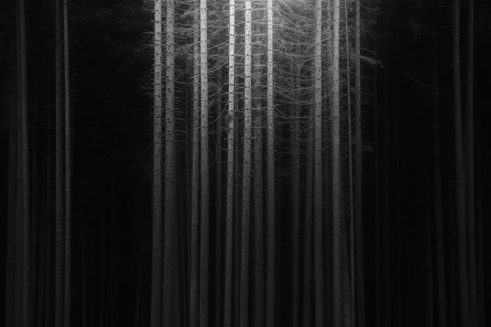 Stark Winter Trees by Thomas de Franzoni — canvas wall art