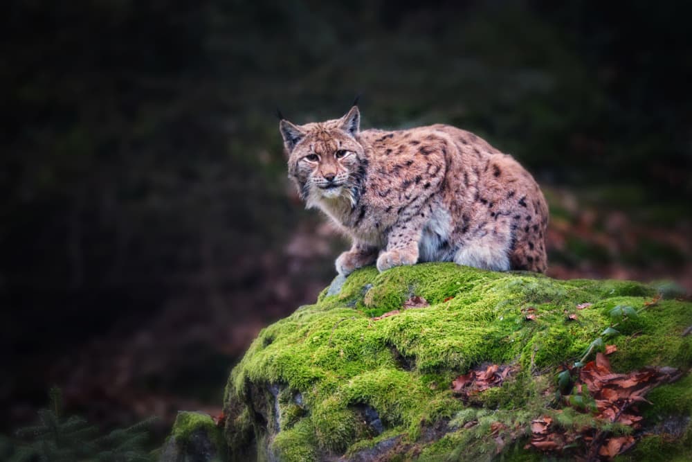 Watchful Forest Lynx by Drago Vogrinec — canvas wall art