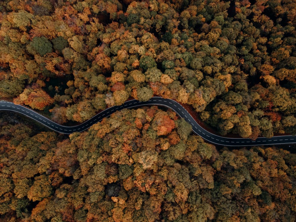 Autumn Forest Road by Javier Pardina — canvas wall art