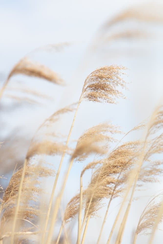 Whispering Golden Reeds by Pictufy Studio III — canvas wall art