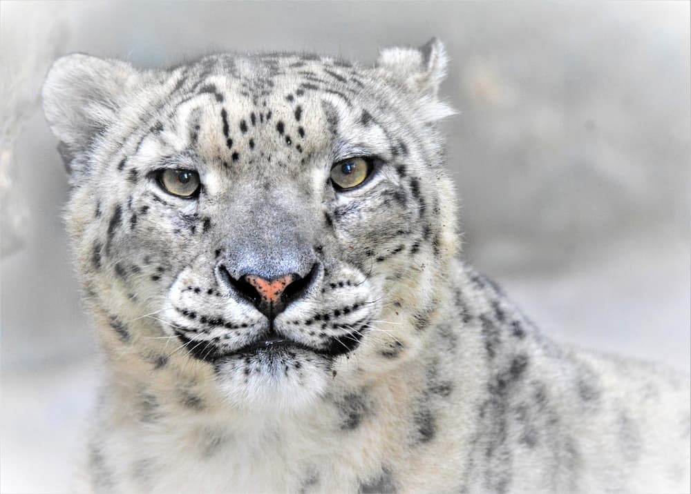 Majestic Snow Leopard by Cristian Andreescu — canvas wall art