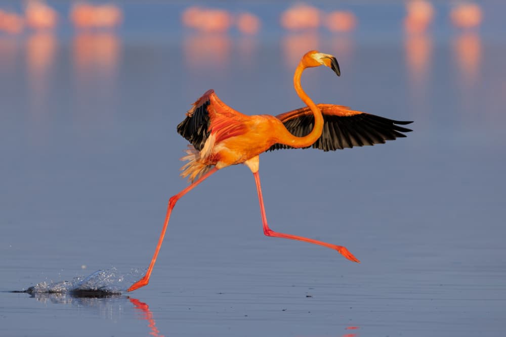 Running Pink Flamingo by Jun Zuo — canvas wall art