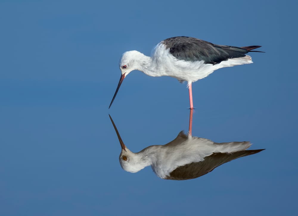 Black-winged Stilt Reflection by Mallal Moshe — canvas wall art