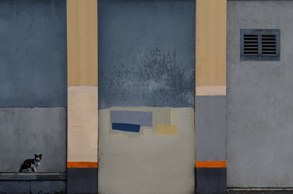 Cat and Color Blocks by Arnon Orbach — canvas wall art