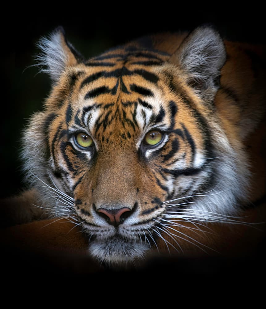 Intense Tiger Gaze by Emanuel Papamanolis — canvas wall art