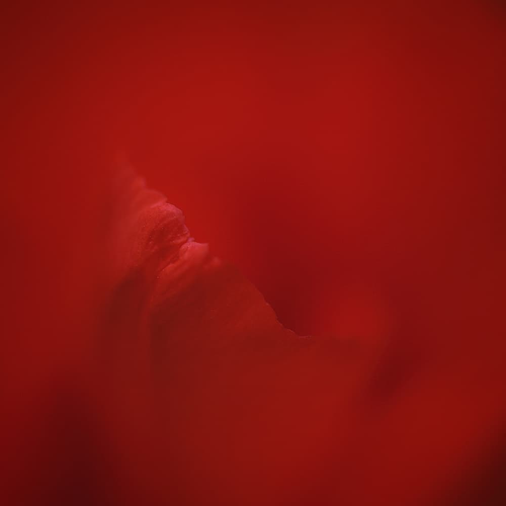 All red by Lotte Grønkjær — canvas wall art