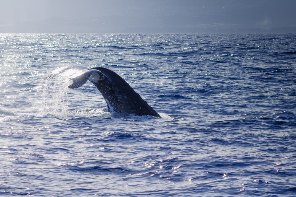 Whale Tail Splash by Léa Lefebvre — canvas wall art