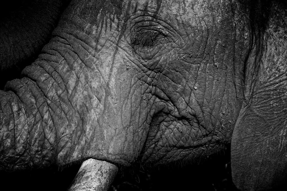 Wise Elephant Gaze by Dan Edwards — canvas wall art