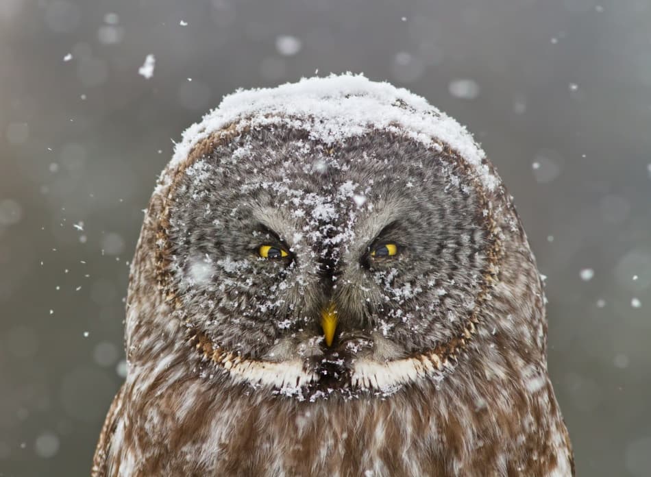 Great Grey Owl Winter by Mircea Costina — canvas wall art