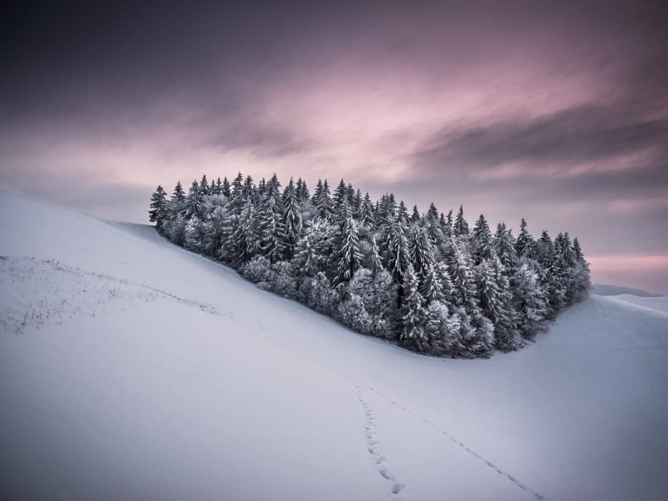 Winter Forest Twilight by Andreas Wonisch — canvas wall art